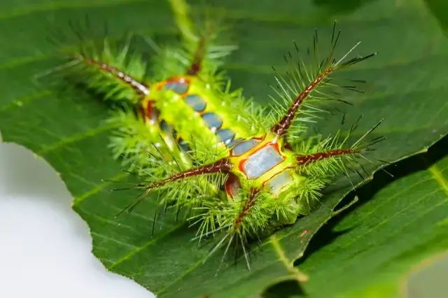 八角丁是褐边绿刺娥的幼虫,这种幺蛾子成年体其貌