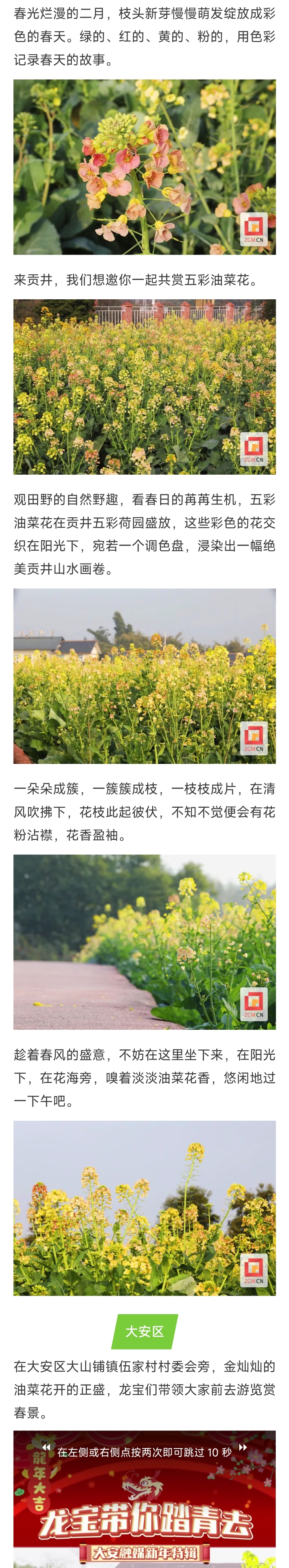 自贡各地油菜花桃花相续绽放多图来了