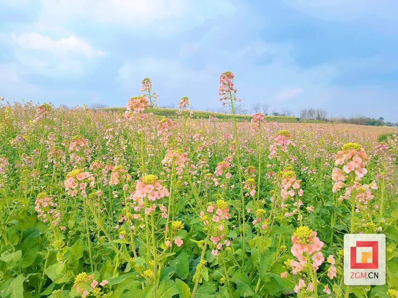 五彩缤纷油菜花图片